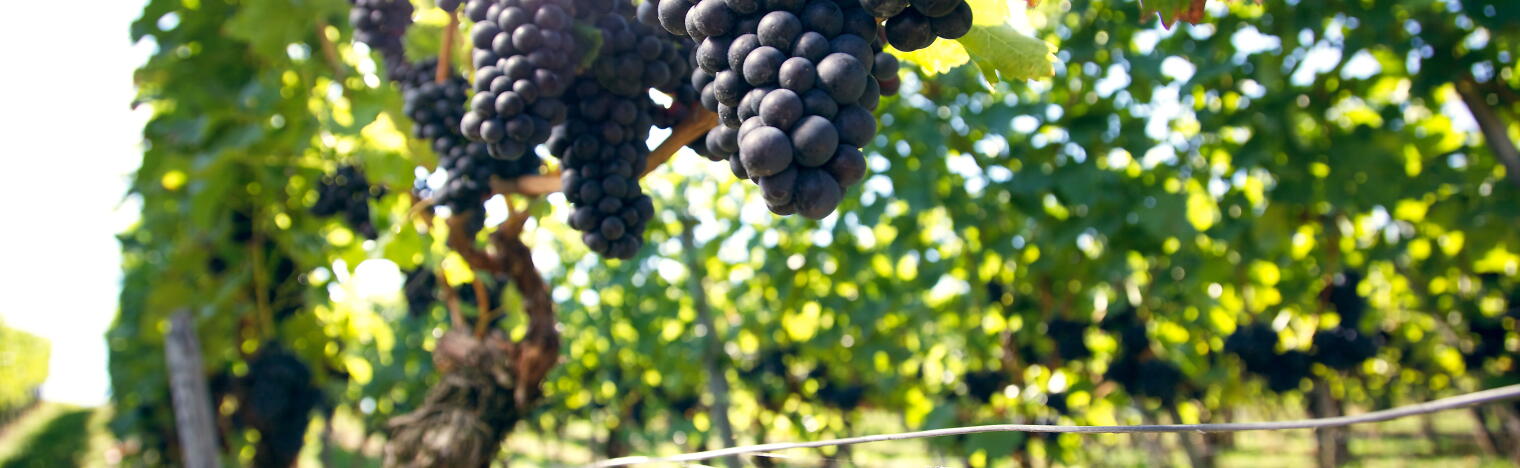 Weingut Mödinger