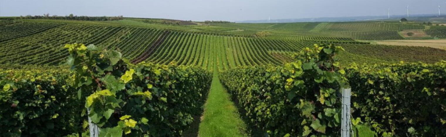 mk-Weine / Weingut Kolb