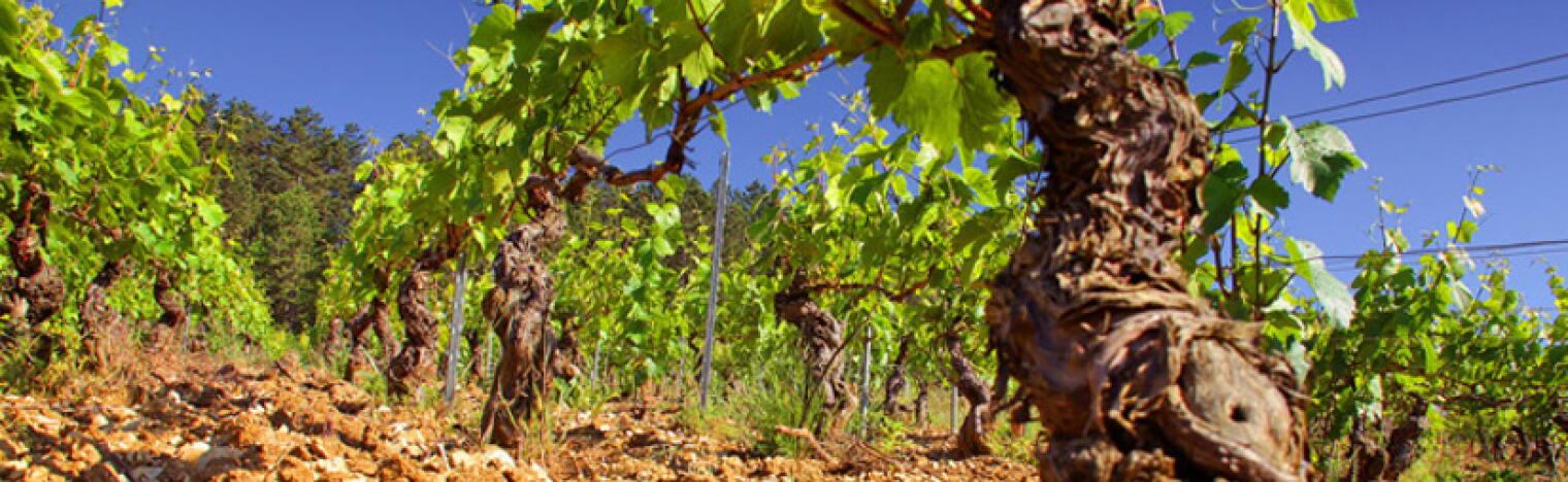 Weingut Indomito
