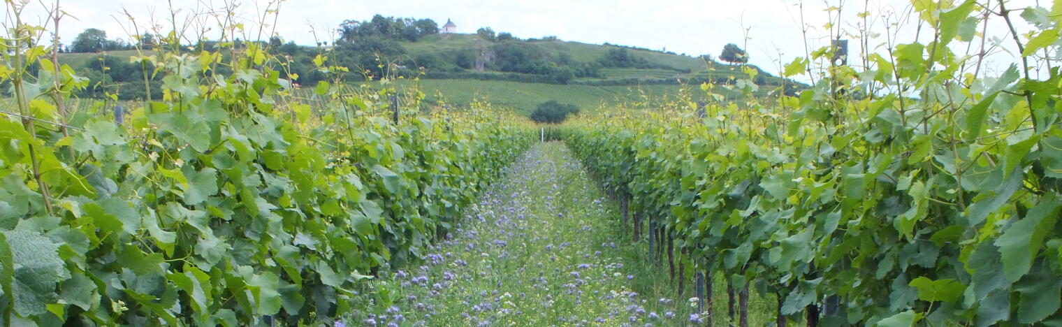 Weingut Becker - Heißbühlerhof