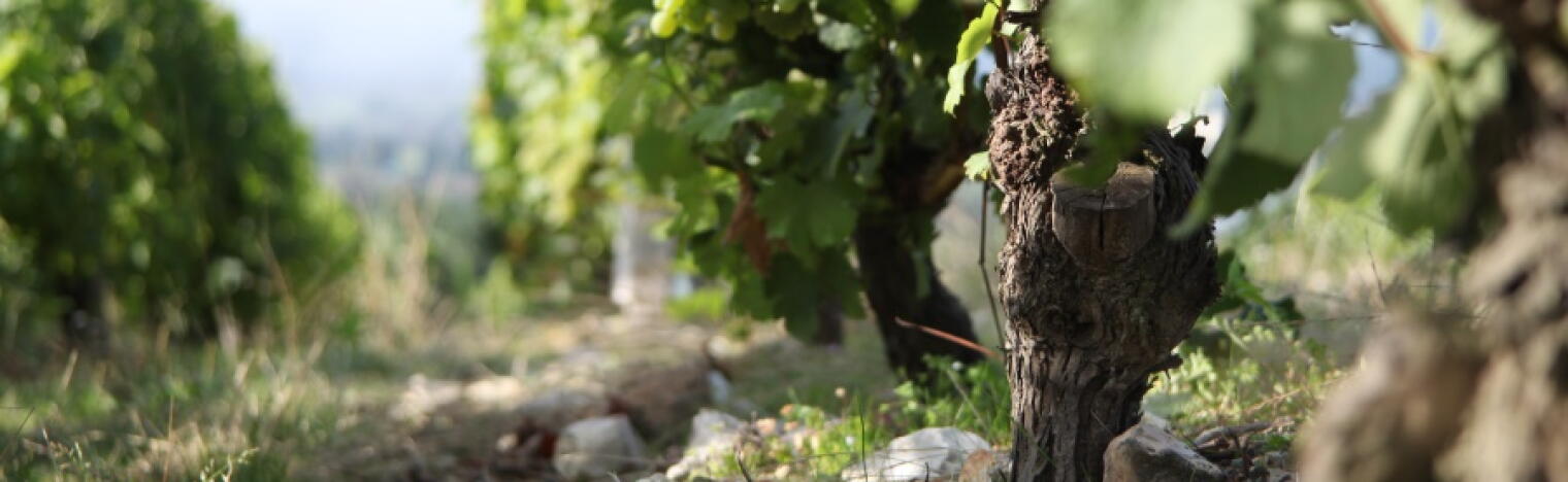 Weingut Domaine Gérard Fiou