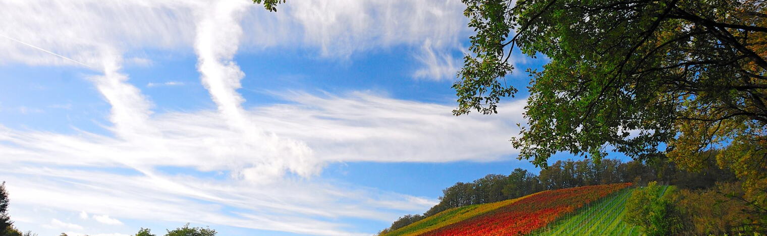 Weingut Max Martin