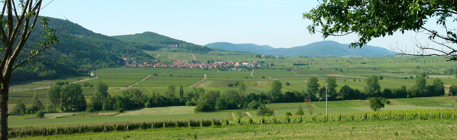Weingut Bender