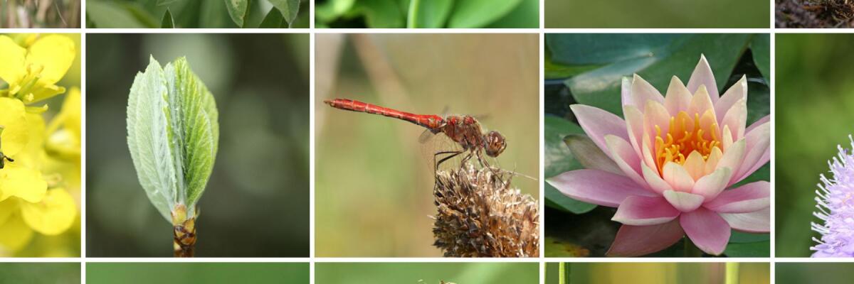 Welche Rolle spielt die Artenvielfalt im Weinbau?