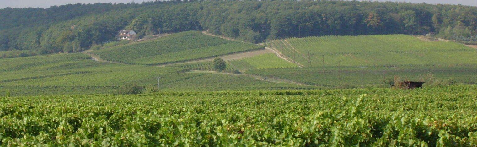 Weingut Mehl