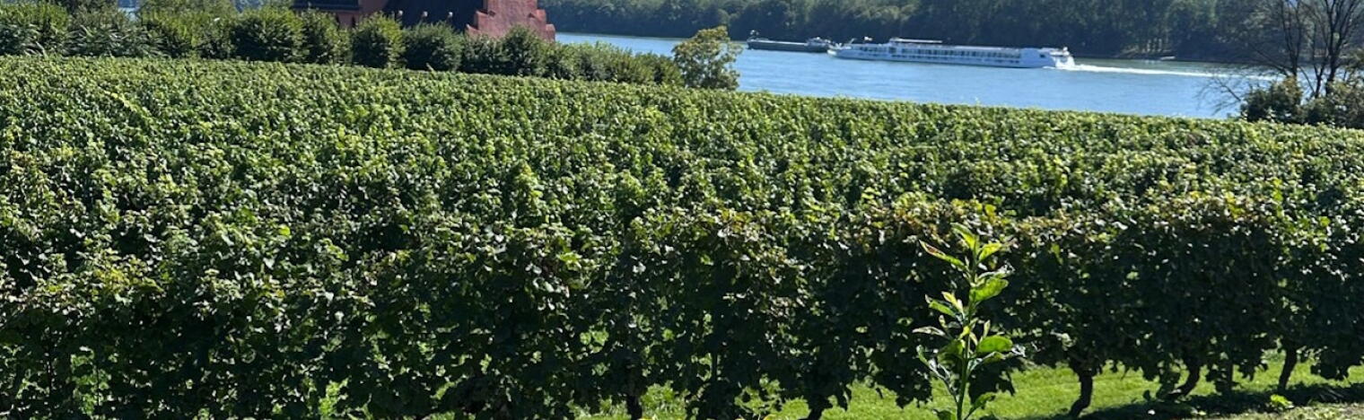 Weingut Georg Sohlbach