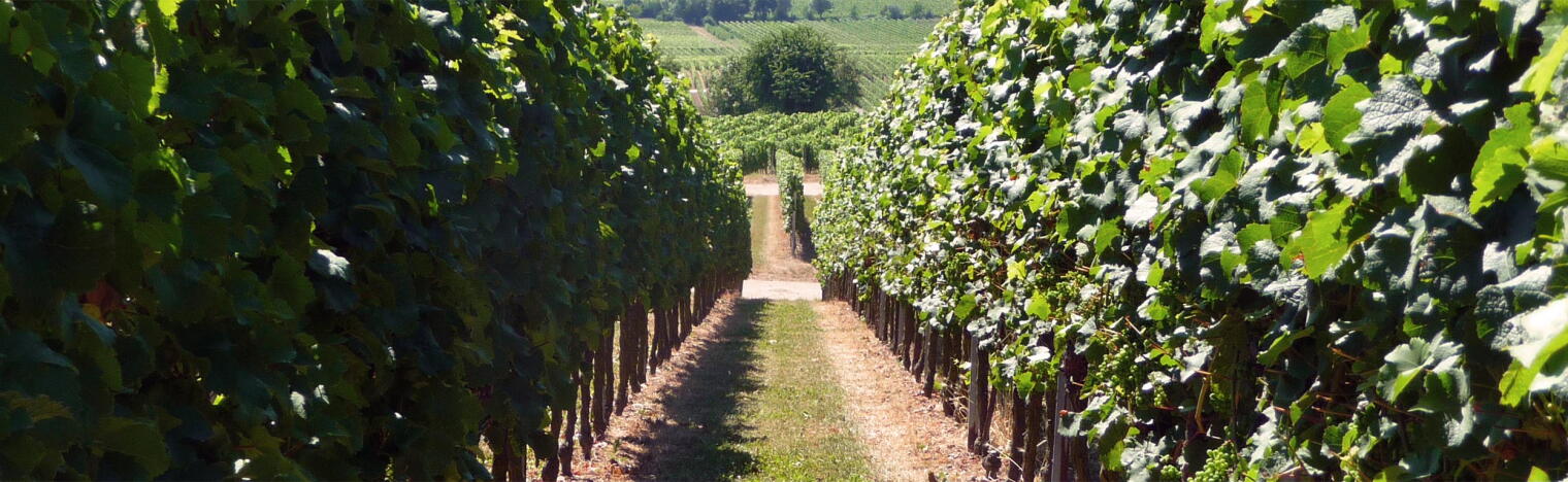 Wein- und Sekthaus Georg Messer
