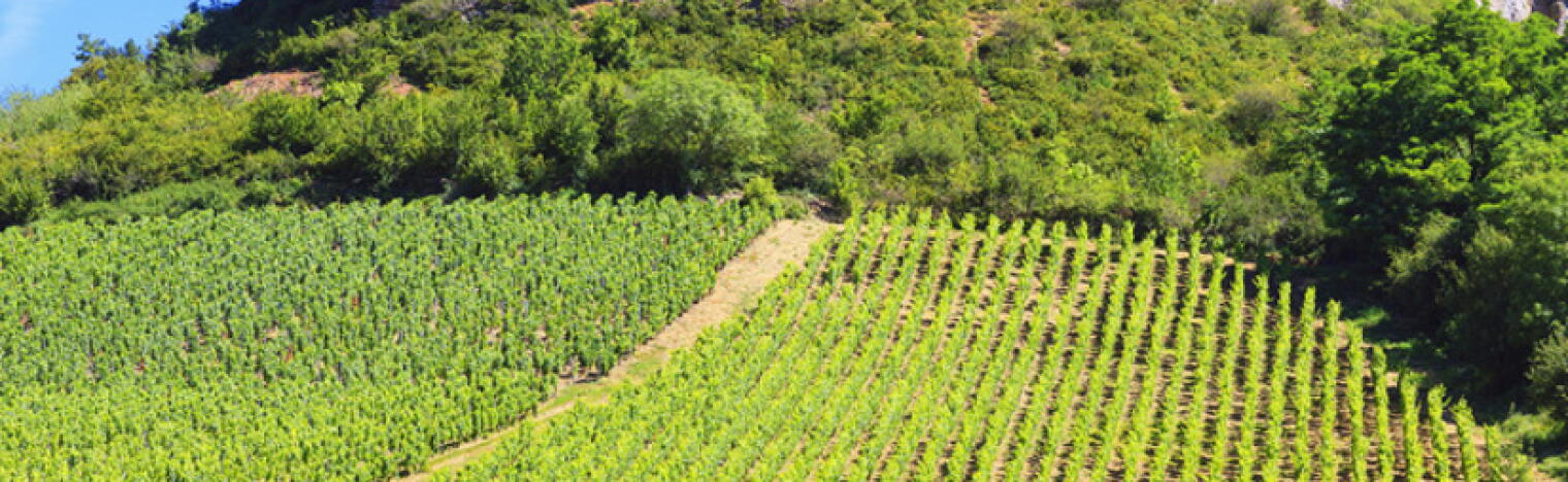 La Légende d'Hélios - L´Union des Vignerons