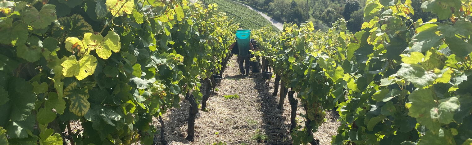 Korbus Wine