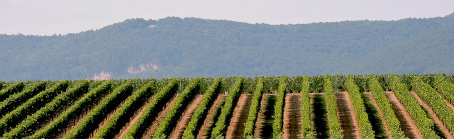 Weingut Karl Kraus