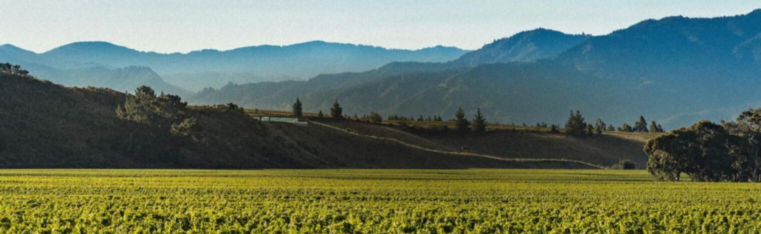 Weingut Brancott Estate