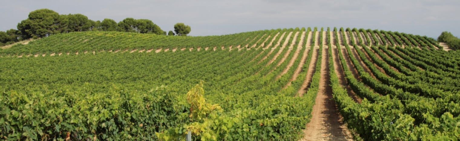 Weingut Navarrsotillo
