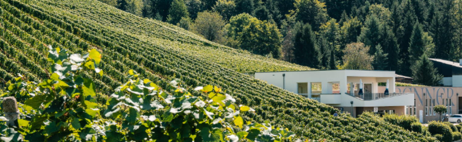 Weingut Renner