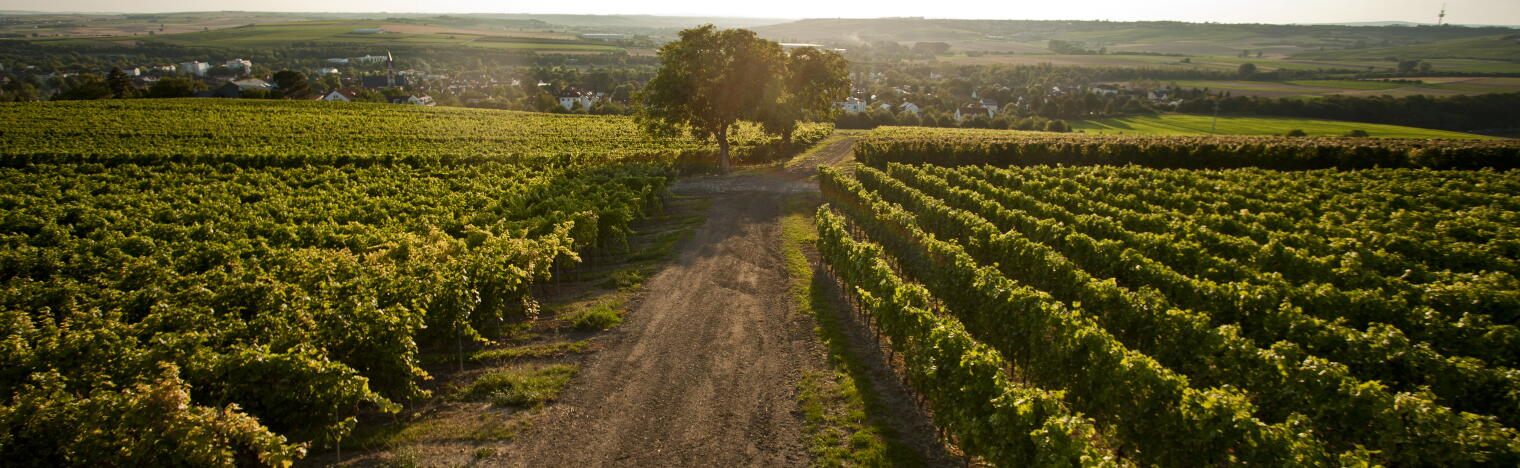 Weingut Bischofsmühle