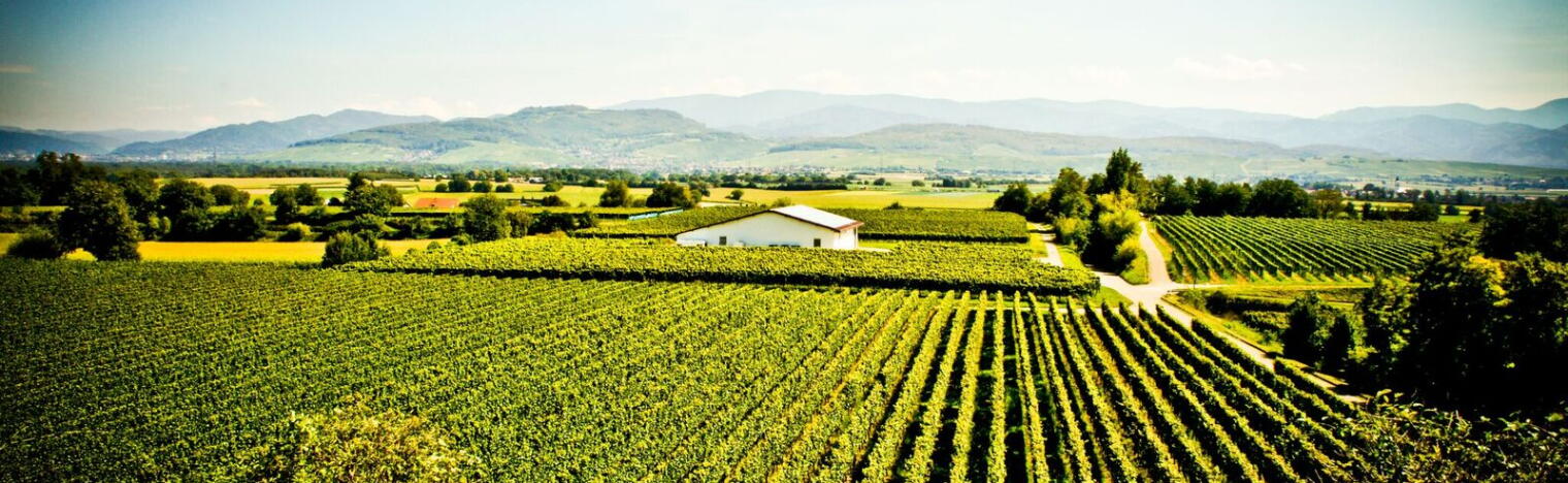 Weingut Edwin Baumann
