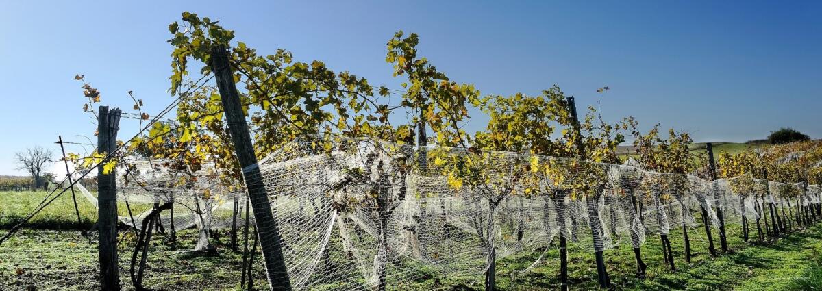 Winreben am Neusiedlersee