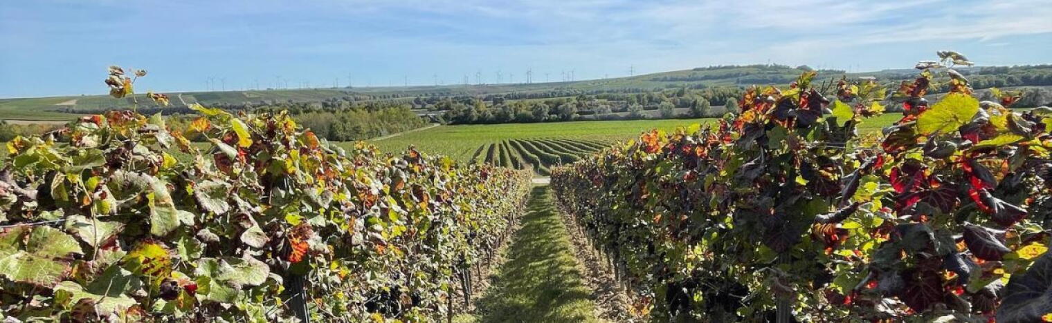 Weingut Philipp