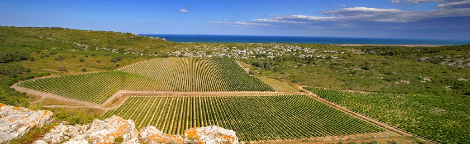 Weingut L'Or du Sud - Foncalieu