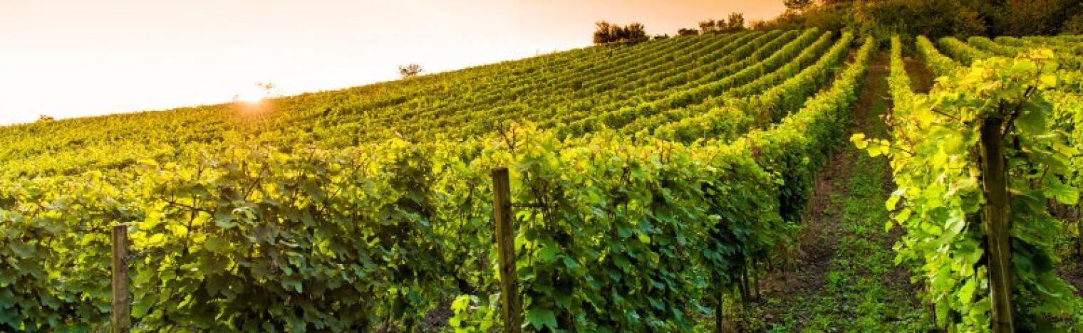 Weingut Paul Delane