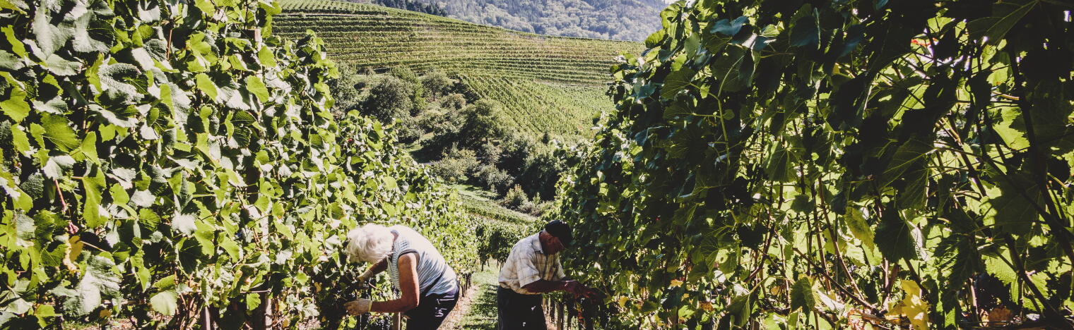 Weinmanufaktur Gengenbach-Offenburg