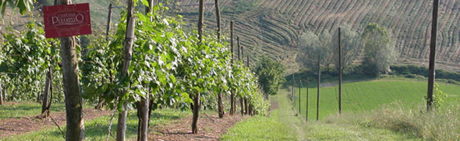 Cantina Puianello E Coviolo