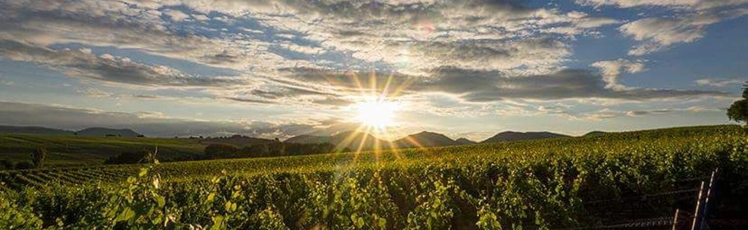 Weingut Wittmann (Pfalz)