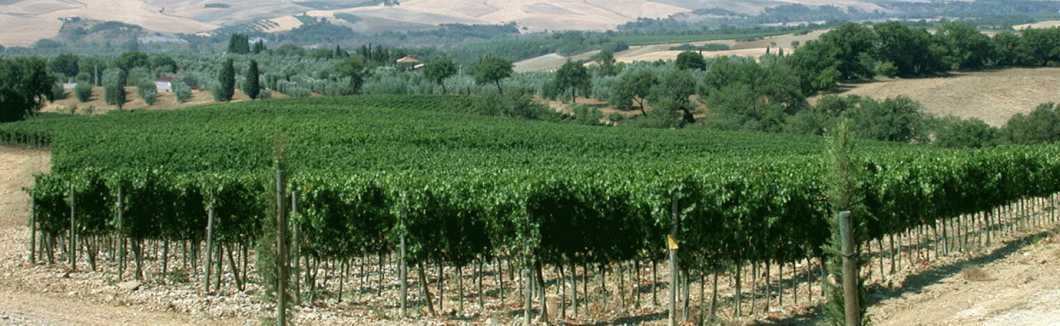 Weingut Collosorbo