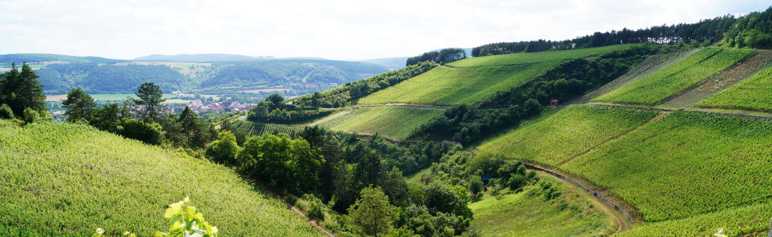 Weingut Lange - Schloss Saaleck