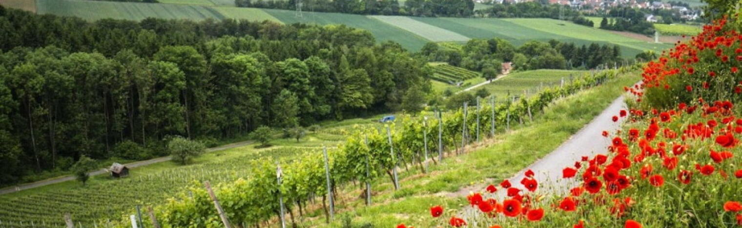 Privatkellerei Kümmerle