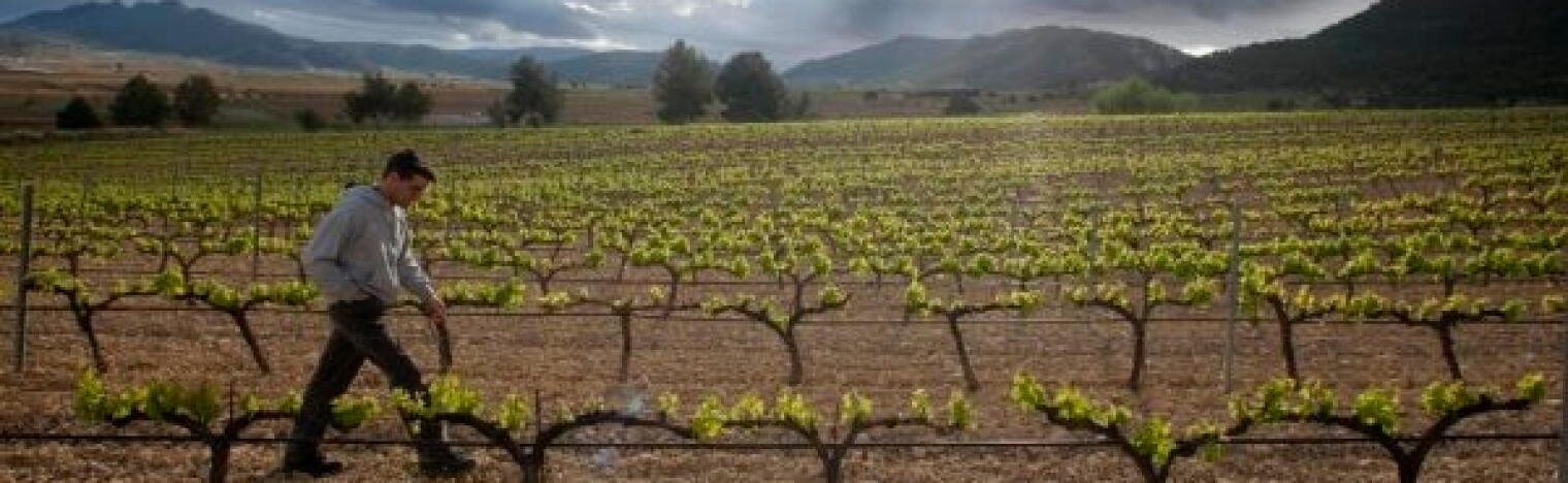 Bodegas Pio del Ramo