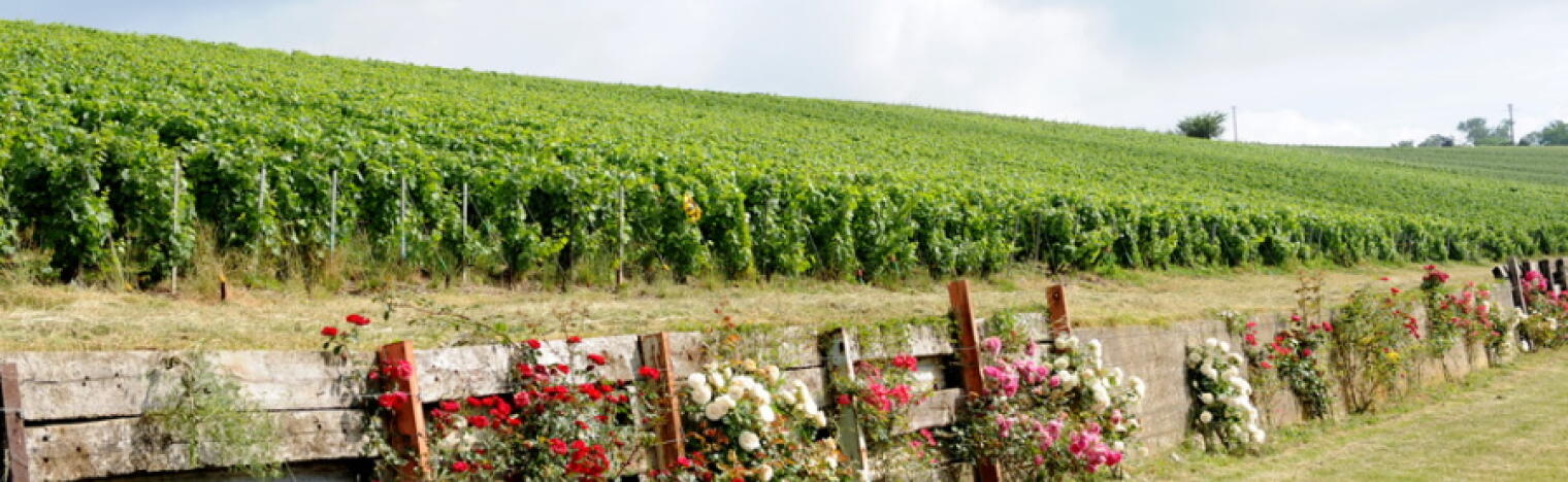Champagne J. Charpentier