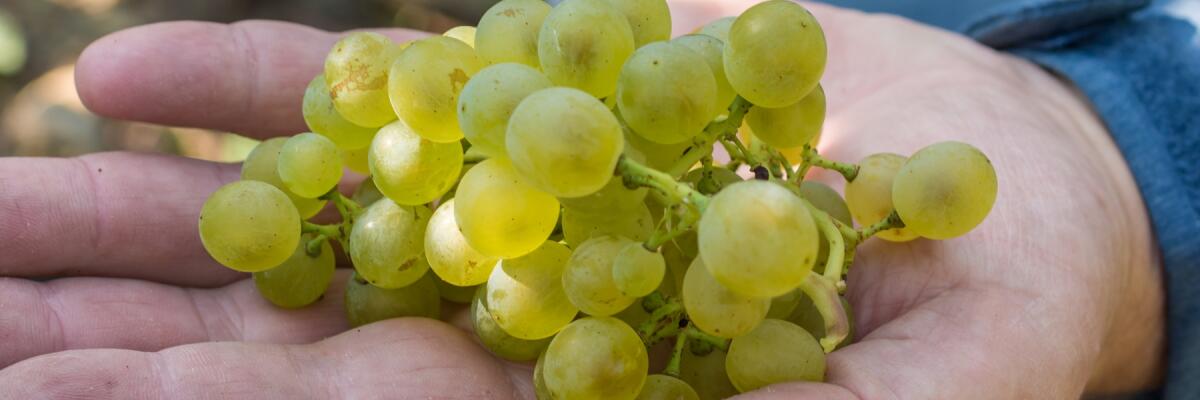 Müller-Thurgau: Eine Entdeckungsreise in die Welt einer unterschätzten Rebsorte