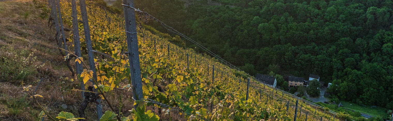 Weingut Philipps-Mühle