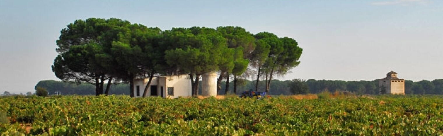 La Trigi - Mondo del Vino