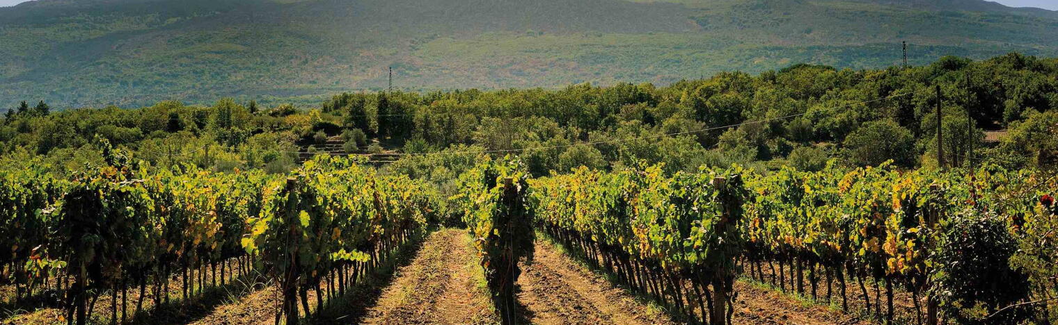 Weingut Corte dei Mori