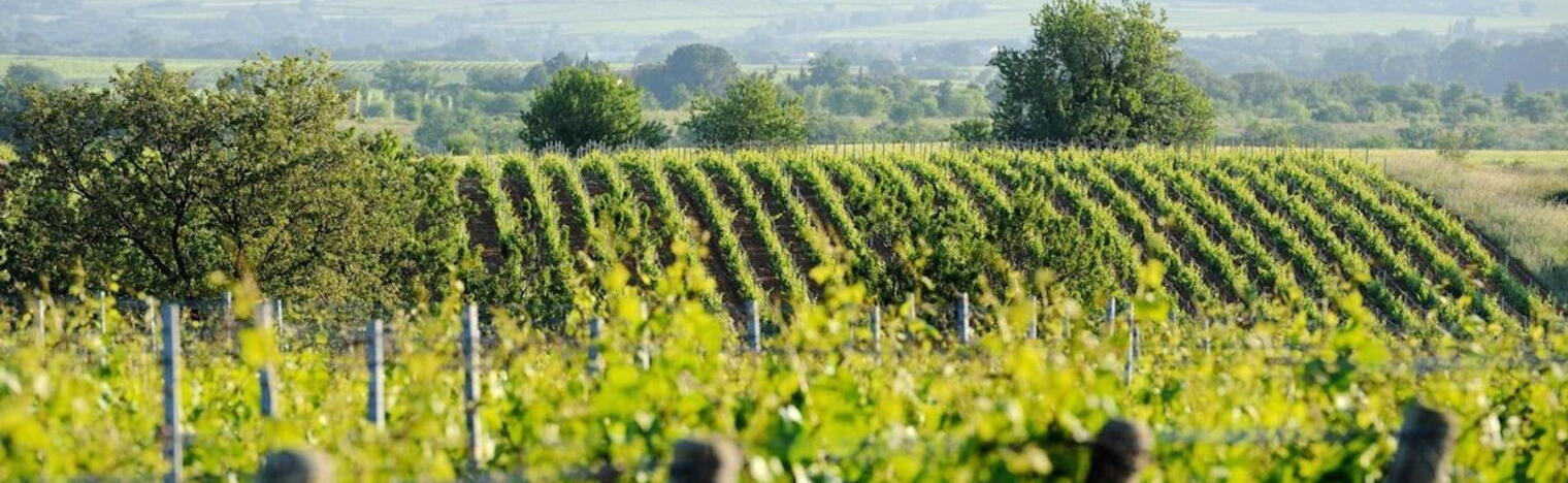 Weingut Domaine la Colombette