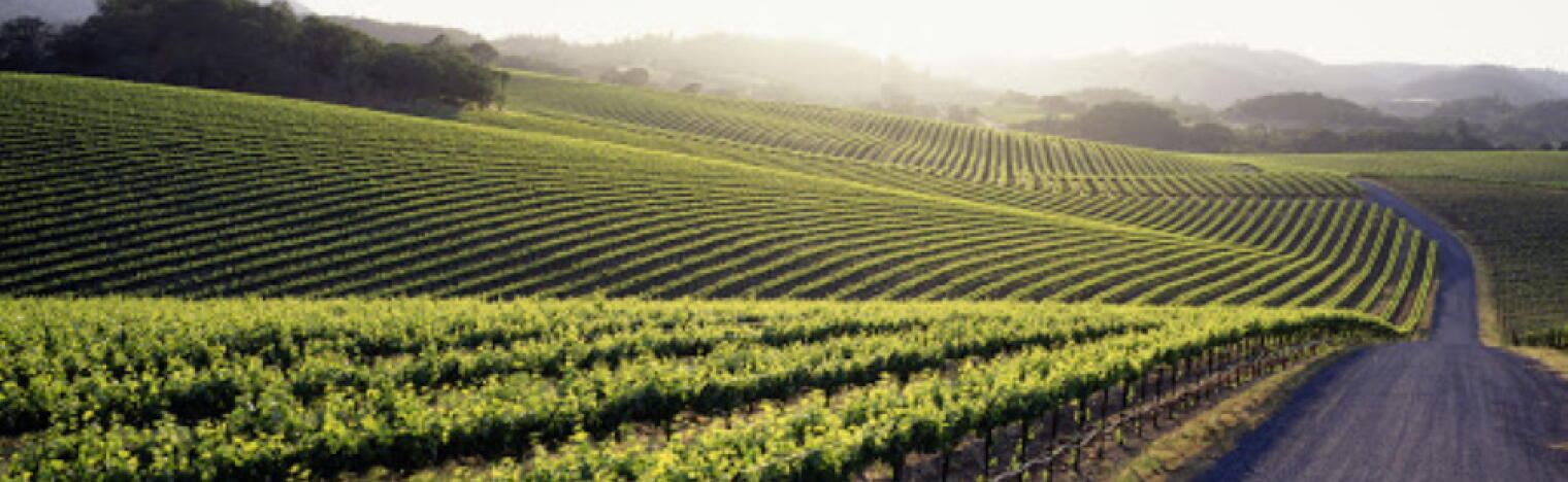 Weingut Carnivor Wines