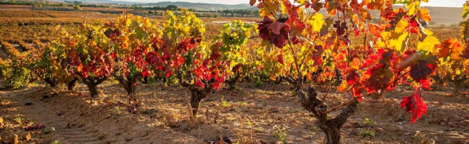 Bodegas Frutos Villar