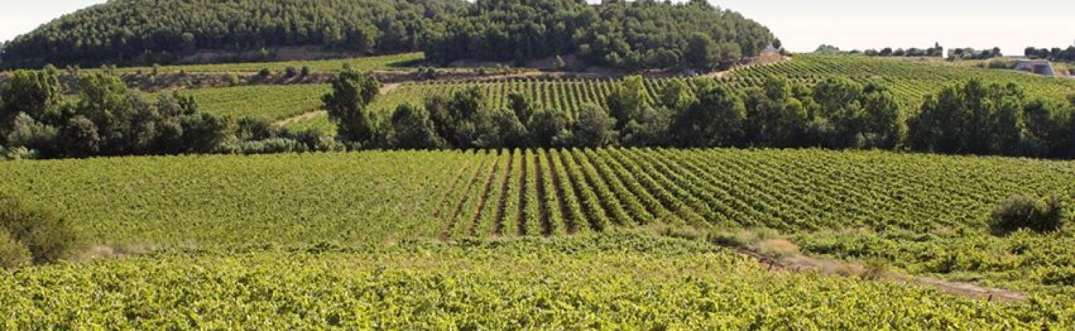 Marrugat - Bodegas Pinord