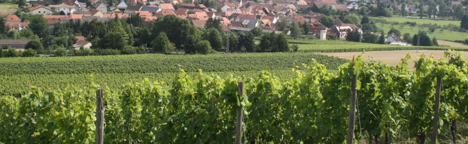 Weingut Schäfer (Nahe)