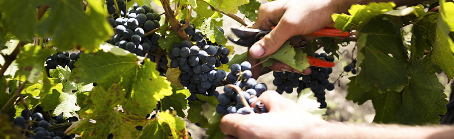 Itinera - Mondo del Vino