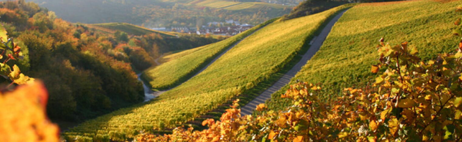 Weingut Poggio delle Faine